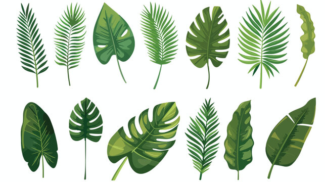 Tropical leafs palms natural icons vector illustrati