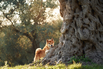 A Shiba Inu dog stands proudly by an ancient, gnarled tree, bathed in the golden glow of sunset....