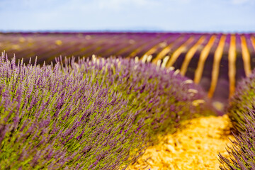 Lavender flowers on field