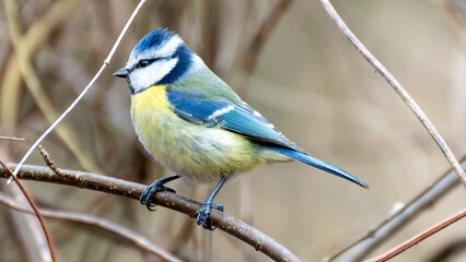 Blaumeise