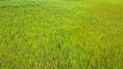 Historic abandoned Ricefields cultivated by Black slaves owned by Southern Plantations prior to the civil war in low country South Carolina