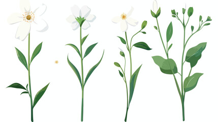 White flower on stem floral set flat isolated illust