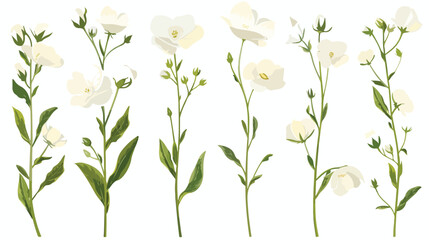 White flower on stem floral set flat isolated illust - obrazy, fototapety, plakaty