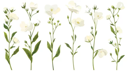 Foto op Aluminium White flower on stem floral set flat isolated illust © zoni