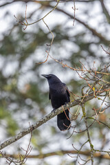 Crow in a tree, black crow bird, wildlife in nature