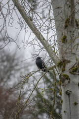 Black crow in a tree, corvid bird on branch, beautiful wildlife in nature