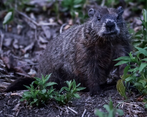 Groundhogs