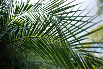 Palm Sunday during Holy Week - symbol of faith