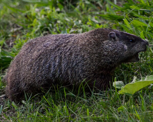 Groundhogs