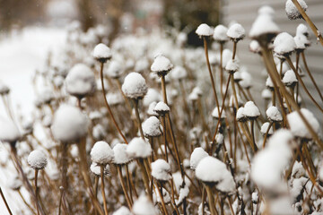 Snow covers the flower heads of dormant black eyed susan and cone flower stems in a Wisconsin flower bed