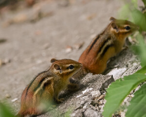 chipmunk