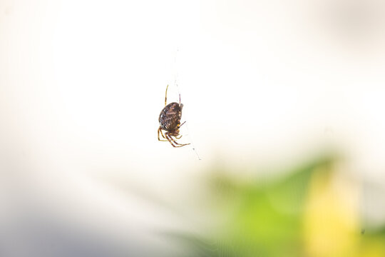 Femalw orb weaver spider on a web