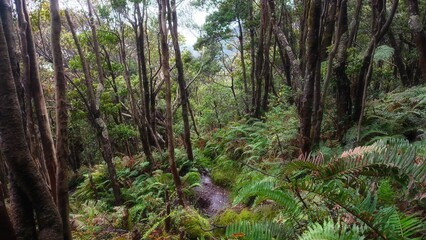 Lush forest in Kerinci Seblat National Park as a climbing route for Mount Kerinci, Indonesia
