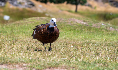 Female Paradise Shelduck with white head and brown body stands on dry grass against a blurred hill background.