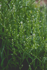 A close-up textured green floral background of Persian Cress