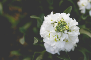 A close up of a blooming white Matthiola Incana flower from above