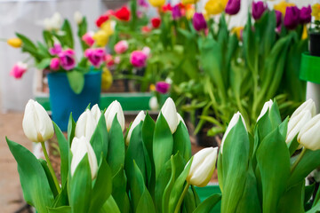 White and red tulips in seedling boxes. Gardening business concept.