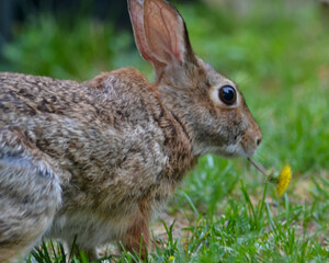 Fototapeta premium Rabbits