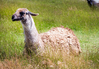 Cream Llama lies in a grassy field, its thick coat and alert expression indicative of its...