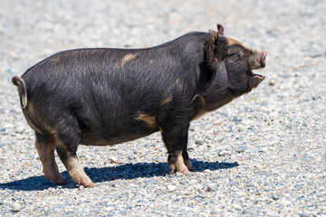 A black pot-bellied pig stands on a gravel path, mouth open as if mid-oink, with sunlight highlighting its coat © eugenedev