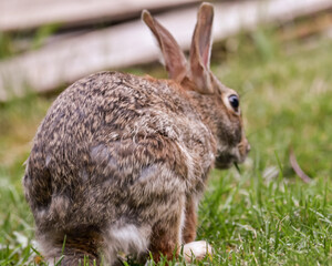 Rabbits