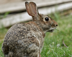 Rabbits