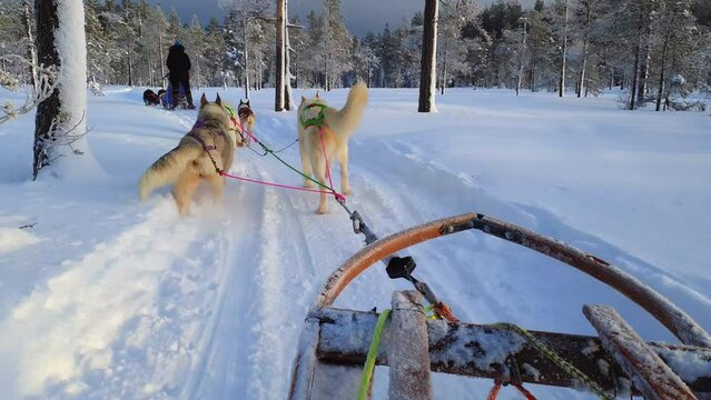 Two teams of sled husky dogs pulling sleds with passengers through the wonderful winter calm pine tree forest with younger trees. Curvy road, fresh snow, riding husky sledge in Lapland landscape.