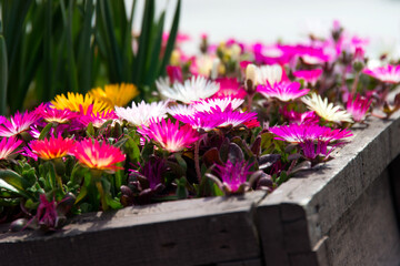 View of the spring flowers in the garden