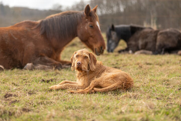 Pferde ruhen mit Hund auf der Wiese