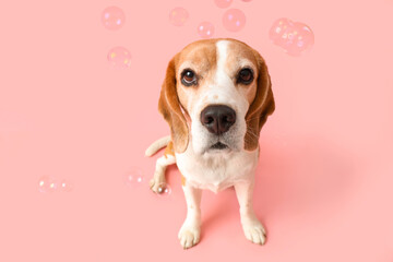 Funny Beagle dog and soap bubbles on pink background