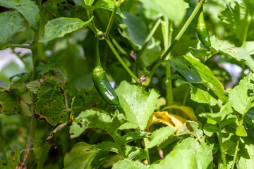 Green Jalapeno chili pepper growing in an organic garden