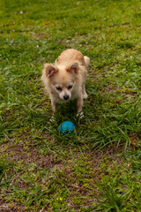 Pomeranian Chihuahua mix playing with a ball