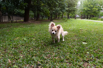 Curious Pomeranian Chihuahua mix playing in a green yard