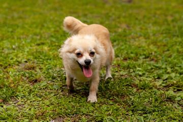 Funny Pomeranian Chihuahua mix playing in a green yard