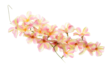 Orange Pink tropical plumeria rubra ivy Flower is bunch. Orange Pink tropical plumeria rubra ivy present Love romantic valentine. Artificial fake plumeria rubra fly in air. White background isolated