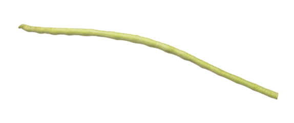 Long yard bean fly explosion, Single line green long beans for food cooking float in air. Raw long yard bean throw in mid air as food material. White background isolated high speed freeze motion