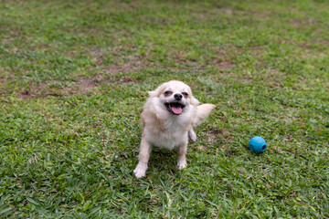 Funny Pomeranian Chihuahua mix playing in a green yard