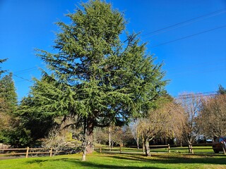 Rays of sunshine travelling through forest and nature in Kirkland Washington