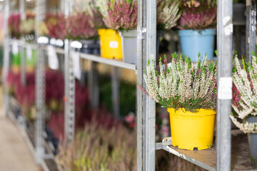 Many pots of common heather stand on shelf in plant store