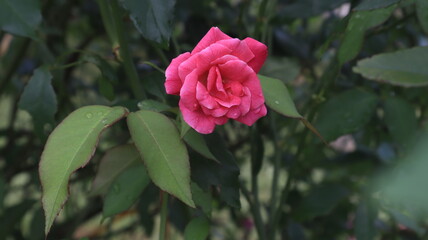 Pinkrose with perfect bloom in the garden