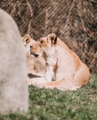 Lion at the Indianapolis Zoo