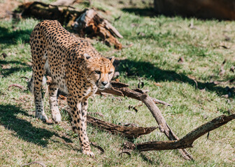 cheetah in the Indianapolis Zoo on the grass © Jamie