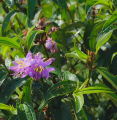 Melastoma Affine, also known by the common names Blue Tongue or native Lassiandra,