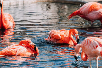 pink flamingo in the water at the Indianapolis Zoo