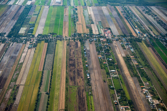 THAILAND PATHUM THANI AGRICULTURE FIELDS