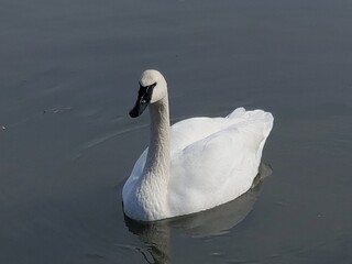 swan on the lake