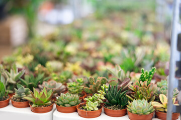 Fototapeta na wymiar Cultivated cactuses in a row at the flower market