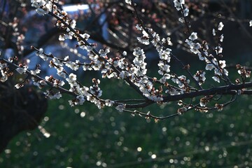 Japanese apricot (Ume) flowers. Flowers that fascinate and move the hearts of Japanese people as...