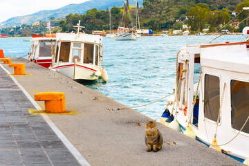 A stray tabby cat sits on the pier next to a small fishing boat at the port harbor of the Greek island of Poros, in the Saronic Gulf of Southern Greece.