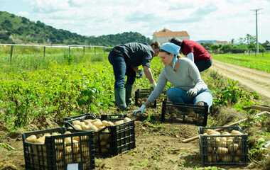 Portrait of gardeners sorting potatoes during harvesting outdoor